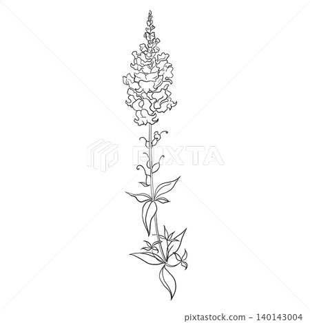 Graphic Illustration of a Flowering Branch with Leaves Graphic Illustration of a Flowering Branch with Leaves 140143004