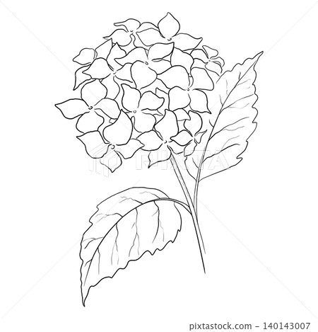 Line Drawing of a Blooming Hydrangea Branch with Leaves Line Drawing of a Blooming Hydrangea Branch with Leaves 140143007
