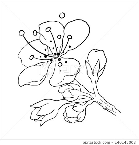 Line Drawing of a Flowering Branch with Buds Line Drawing of a Flowering Branch with Buds 140143008
