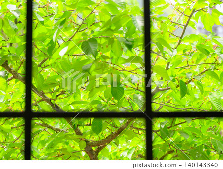 Fresh green seen from the window Fresh green seen from the window 140143340