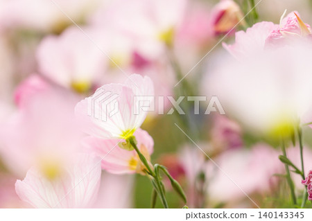 The pale pink evening primrose (Oenothera biennis) blooms in early summer. The pale pink evening primrose (Oenothera biennis) blooms in early summer. 140143345