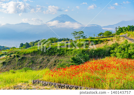 [Yamanashi Prefecture] Minami-Alps City: Nakano Rice Terraces in early summer, with a view of Mt. Fuji. 140143757