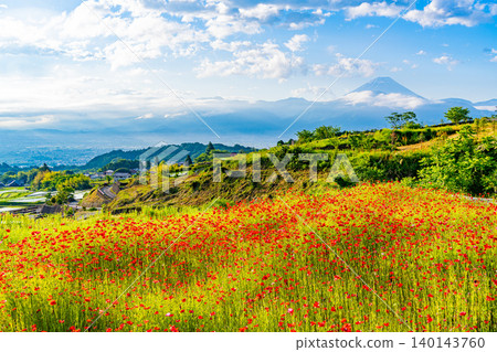 [Yamanashi Prefecture] Minami-Alps City: Nakano Rice Terraces in early summer, with a view of Mt. Fuji. 140143760
