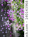 Small primrose flowers overflowing from the flowerbed, a spring display of pink and purple. 140143968