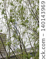 Tokyo Skytree peeking through the fresh green leaves of spring willows. 140143969
