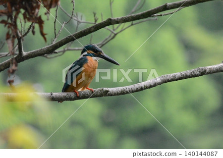 翠鳥棲息在樹枝上 翠鳥棲息在樹枝上 140144087