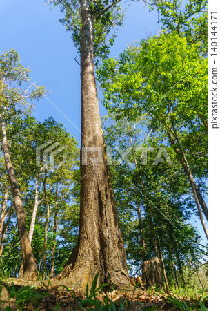 The natural beauty of Indonesia's mangrove forests with beautiful forests at sunrise. 140144171