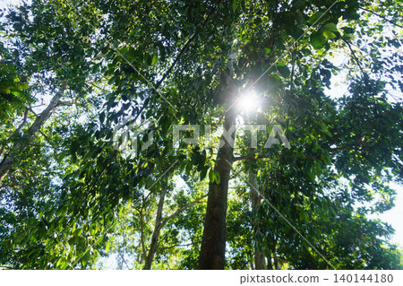 The natural beauty of Indonesia's mangrove forests with beautiful forests at sunrise. 140144180