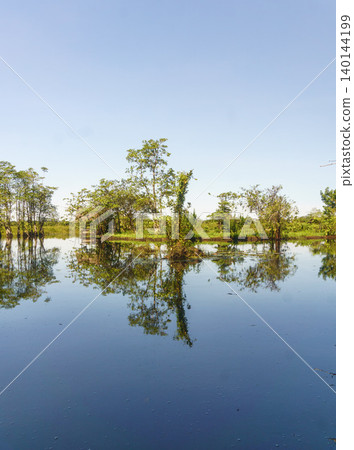 The natural beauty of Indonesia's mangrove forests with beautiful forests at sunrise. The natural beauty of Indonesia's mangrove forests with beautiful forests at sunrise. 140144199