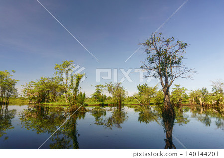 The natural beauty of Indonesia's mangrove forests with beautiful forests at sunrise. The natural beauty of Indonesia's mangrove forests with beautiful forests at sunrise. 140144201