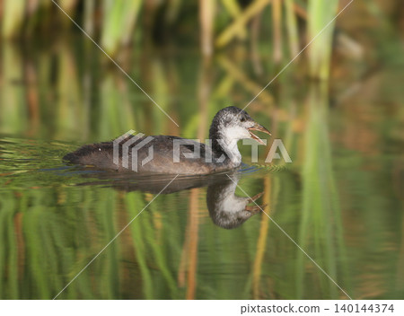 Eurasian Coot (Fulica atra) Eurasian Coot (Fulica atra) 140144374