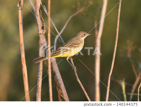 Western Yellow Wagtail (Motacilla flava) Western Yellow Wagtail (Motacilla flava) 140144375