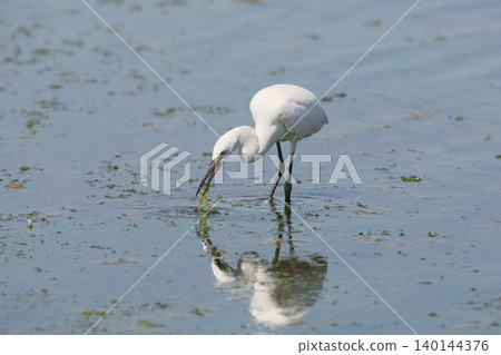Little Egret (Egretta garzetta) Little Egret (Egretta garzetta) 140144376