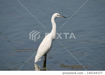 Little Egret (Egretta garzetta) 140144377