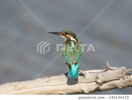 Common Kingfisher (Alcedo atthis) Common Kingfisher (Alcedo atthis) 140144378