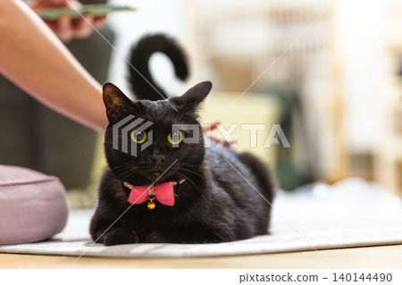 Black cat Black cat 140144490