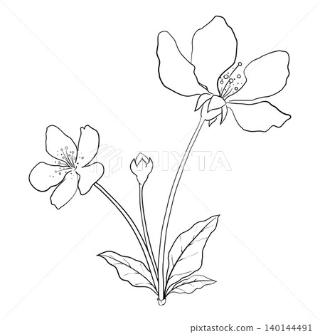 Line Drawing of a Flowering Tree Branch Line Drawing of a Flowering Tree Branch 140144491