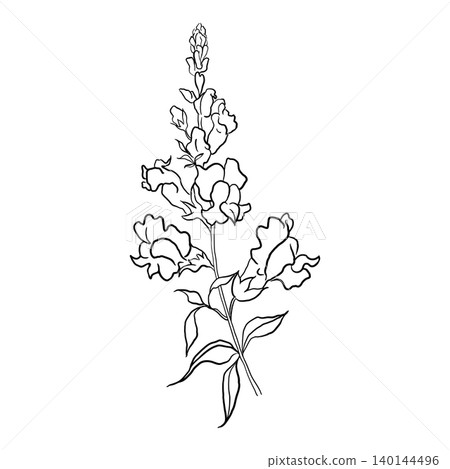 Snapdragon Drawn With Lines On A White Background Snapdragon Drawn With Lines On A White Background 140144496