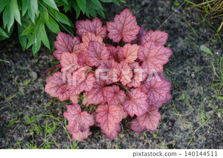 Heuchera Georgian Peach Decorative Perennial Plant in Garden Heuchera Georgian Peach Decorative Perennial Plant in Garden 140144511