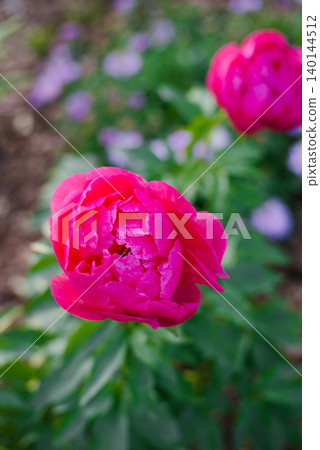 Lush Pink Peony Cytherea Blooming in Beautiful Green Botanical Park Lush Pink Peony Cytherea Blooming in Beautiful Green Botanical Park 140144512