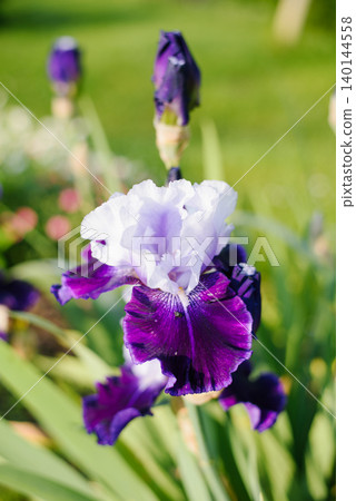 Close Up of Beautiful Purple and White Iris Flower in Garden Close Up of Beautiful Purple and White Iris Flower in Garden 140144558