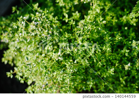 Beautiful Thyme Herb Plant with Small Green Leaves in Garden Beautiful Thyme Herb Plant with Small Green Leaves in Garden 140144559