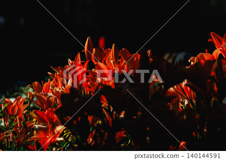 A field of lilies with a beautiful contrast of light and shadow, and dramatic rays of sunlight filtering through the trees. A field of lilies with a beautiful contrast of light and shadow, and dramatic rays of sunlight filtering through the trees. 140144591