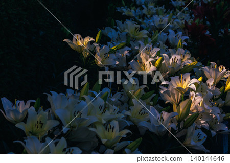 A field of lilies with a beautiful contrast of light and shadow, and dramatic rays of sunlight filtering through the trees. A field of lilies with a beautiful contrast of light and shadow, and dramatic rays of sunlight filtering through the trees. 140144646
