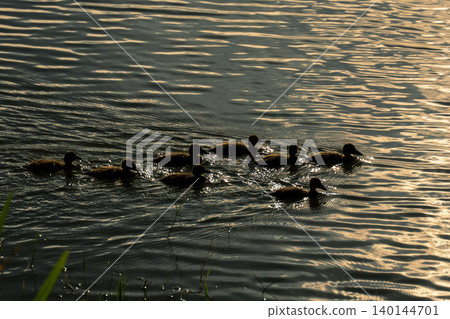 Duck's chick Duck's chick 140144701