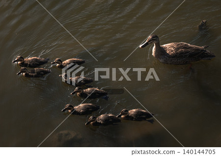 Parent and child of duck Parent and child of duck 140144705