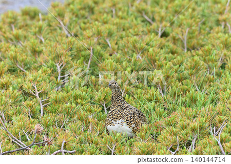 A female ptarmigan keeps watch for its surroundings in a dwarf pine forest. A female ptarmigan keeps watch for its surroundings in a dwarf pine forest. 140144714