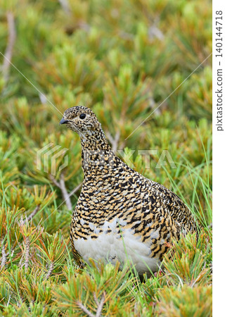 A female ptarmigan keeps watch for its surroundings in a dwarf pine forest. A female ptarmigan keeps watch for its surroundings in a dwarf pine forest. 140144718