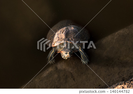 turtle turtle 140144782