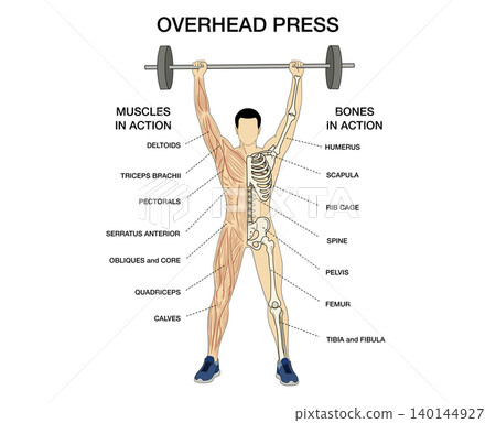 Educational infographic of overhead press exercise, labeling human muscle and bone anatomy in action during barbell weightlifting training isolated on white background, Anatomy of human 140144927