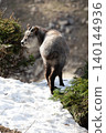 A profile view of a Japanese serow standing in the snowy mountains. 140144936