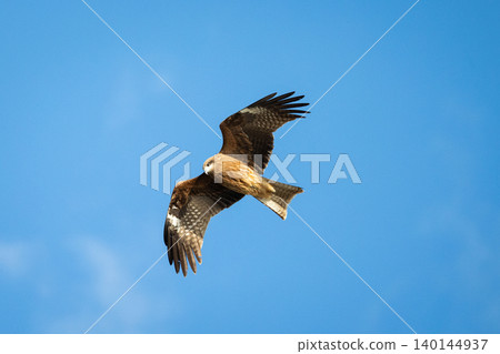 A kite soaring through the blue sky. 140144937
