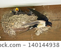 Parent birds feeding their chicks in a swallow's nest. 140144938
