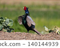A male pheasant spreads its wings and calls out. 140144939