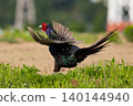 The breeding behavior of pheasants soaring in the countryside. 140144940