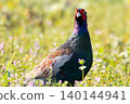 A male pheasant standing in a field of lotus flowers. 140144941