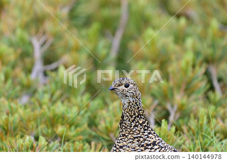 Close-up of a female ptarmigan Close-up of a female ptarmigan 140144978