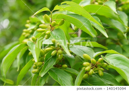 Unripe Cornelian cherry fruit Unripe Cornelian cherry fruit 140145094