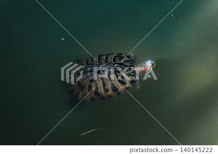 turtle turtle 140145222