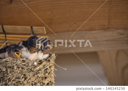 Six swallow chicks waiting for their parents. Six swallow chicks waiting for their parents. 140145230