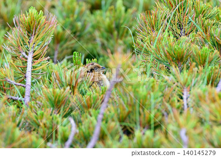 A ptarmigan chick hiding in a dwarf pine forest. A ptarmigan chick hiding in a dwarf pine forest. 140145279