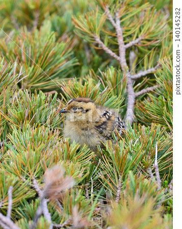 A ptarmigan chick hiding in a dwarf pine forest. A ptarmigan chick hiding in a dwarf pine forest. 140145282