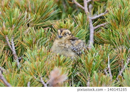 A ptarmigan chick hiding in a dwarf pine forest. A ptarmigan chick hiding in a dwarf pine forest. 140145285