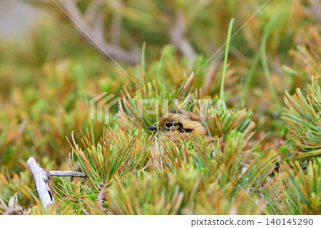 A ptarmigan chick hiding in a dwarf pine forest. A ptarmigan chick hiding in a dwarf pine forest. 140145290