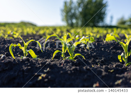 Bright green corn sprouts break through rich earth, reaching for sunlight in a warm, vibrant field on a sunny day Bright green corn sprouts break through rich earth, reaching for sunlight in a warm, vibrant field on a sunny day 140145433