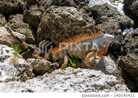 Exotic iguana reptile. Exotic reptile animal. Wildlife fauna. Wild iguana lizard. Iguana lizard on the stone. Camouflage colors Exotic iguana reptile. Exotic reptile animal. Wildlife fauna. Wild iguana lizard. Iguana lizard on the stone. Camouflage colors 140145451